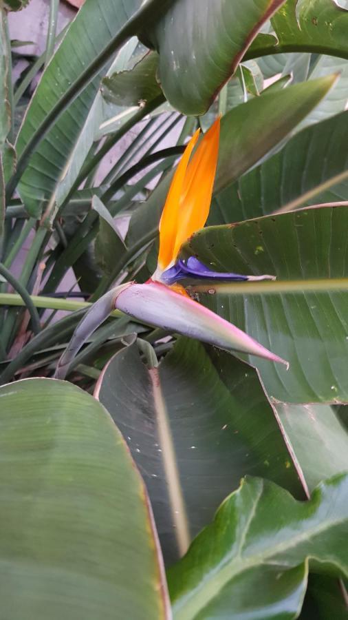Strelitzia Park San Miguel de Abona Exterior foto