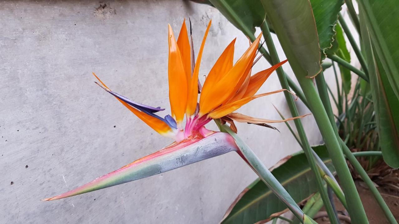 Strelitzia Park San Miguel de Abona Exterior foto