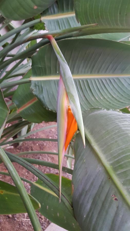 Strelitzia Park San Miguel de Abona Exterior foto