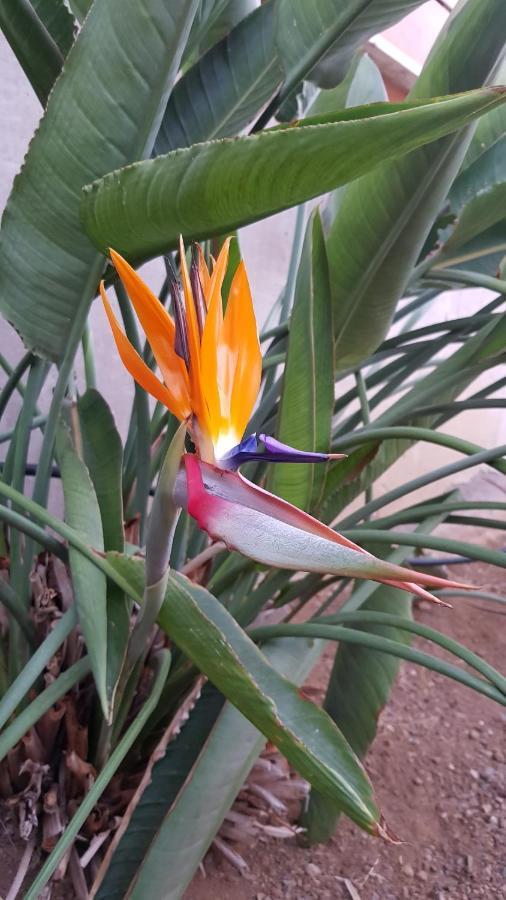 Strelitzia Park San Miguel de Abona Exterior foto